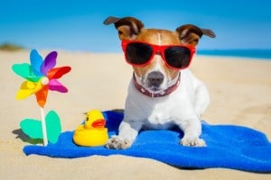 beach dog